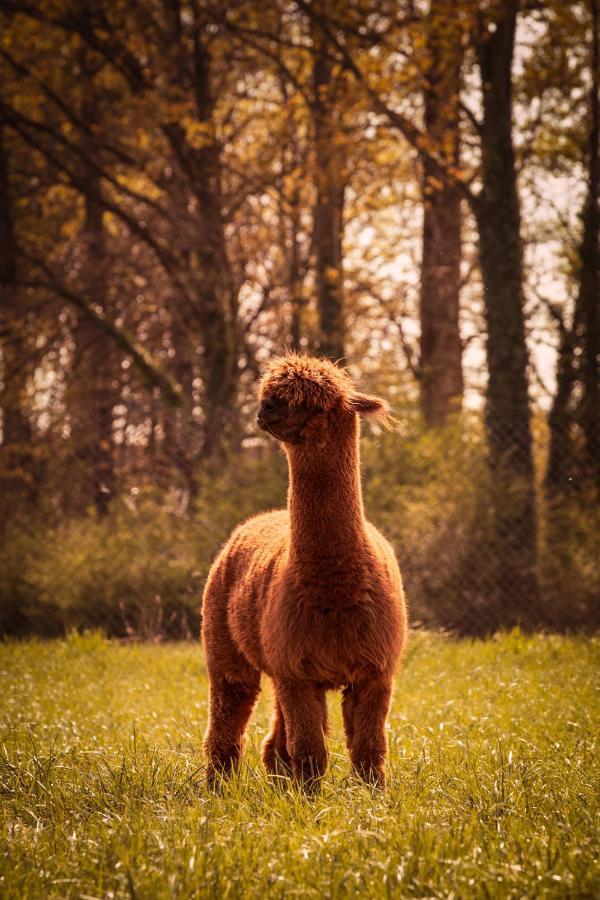 فيلا De Betze - Country Life Geetbets المظهر الخارجي الصورة