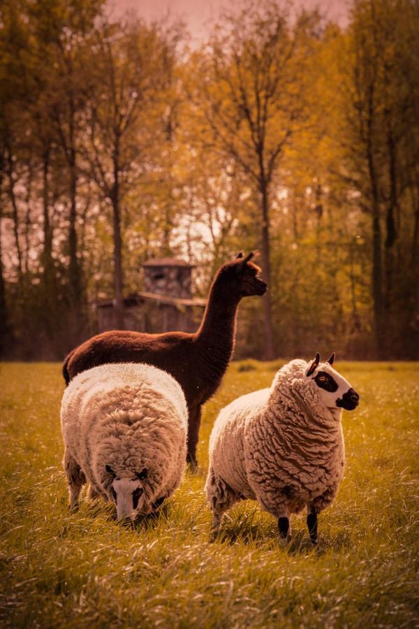 فيلا De Betze - Country Life Geetbets المظهر الخارجي الصورة
